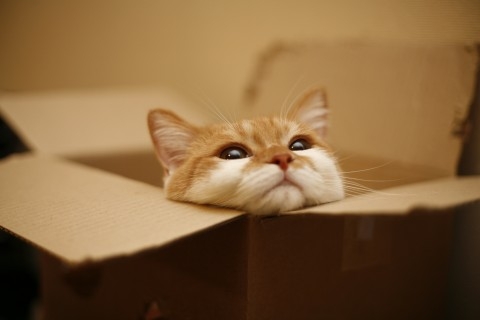 Cat pictures｜箱の中で夢見るものは