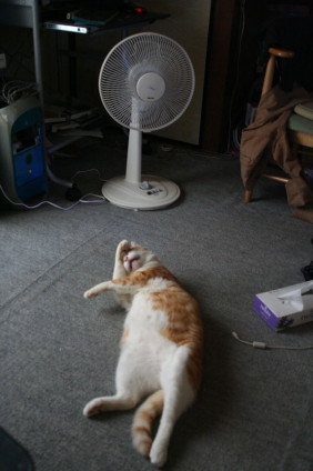 Cat pictures｜扇風機つけて～～