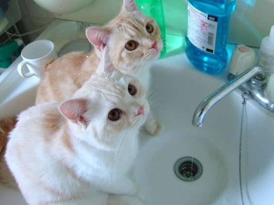 Cat pictures｜水もっとたくさん