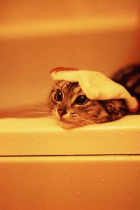 Cat pictures｜暑いときは入浴