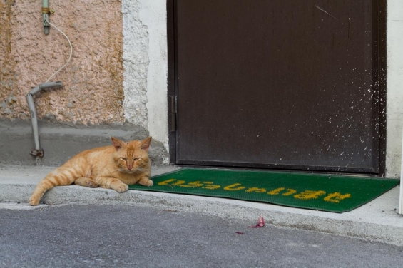 Cat pictures｜いらっしゃいませ