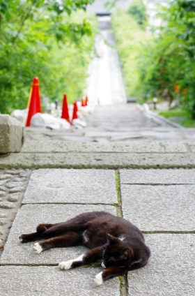 Cat pictures｜風の通り道