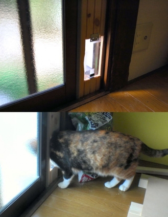 Cat pictures｜夏への扉