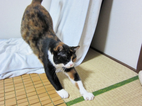 Cat pictures｜肩ストレッチ