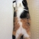 Cat pictures｜身長、測って～
