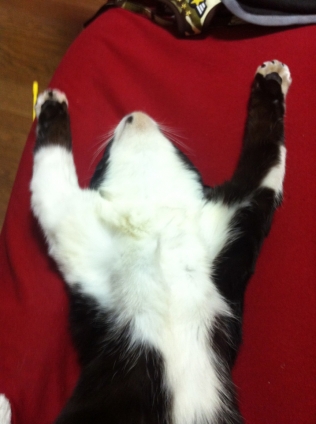 Cat pictures｜ばんざい睡眠②