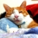 Cat pictures｜お寝坊さん