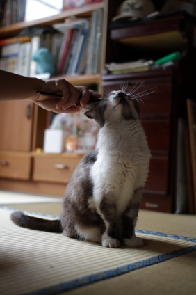 Cat pictures｜ブラッシング大好き！