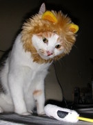 Cat pictures｜ライオンさんだぞー。