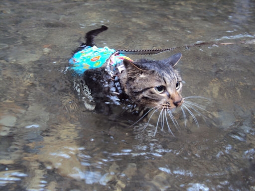 Cat pictures｜おニューの水着でスイミング～♪