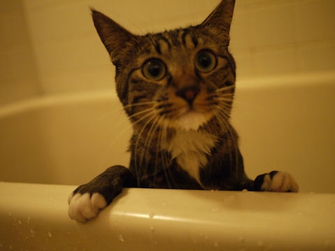 Cat pictures｜水も滴るいい女