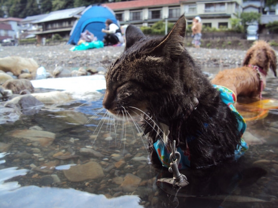 Cat pictures｜川湯温泉でまったり