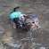 Cat pictures｜おニューの水着でスイミング～♪