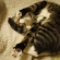 Cat pictures｜う～～眠い！！