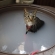 Cat pictures｜露天風呂を楽しむ