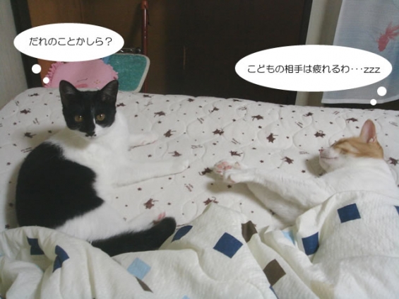 Cat pictures｜秋の昼下がり