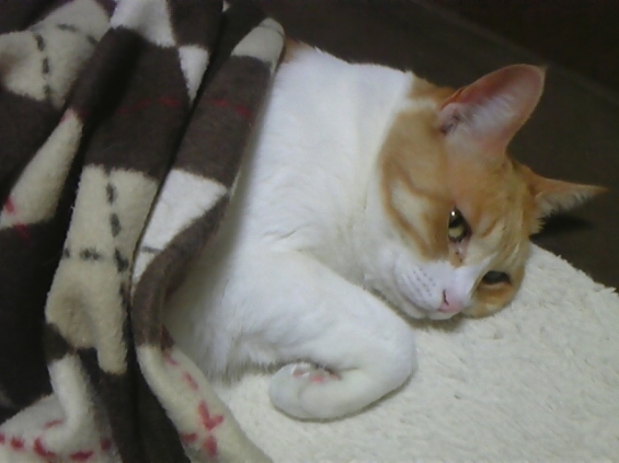 Cat pictures｜ひまだにゃー(=ﾟωﾟ)
