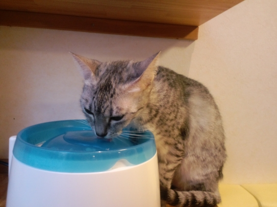 Cat pictures｜水飲み中～
