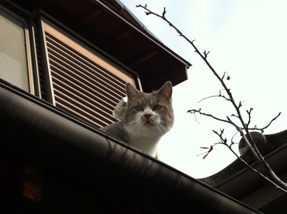 Cat pictures｜屋根の上のグレコ