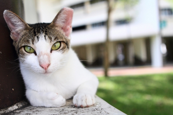 Cat pictures｜ちょっとお邪魔するにゃー