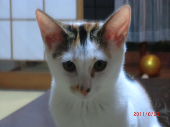 Cat pictures｜見るみかん