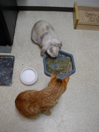 Cat pictures｜ウサギとネコ2（上から）