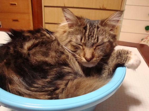 Cat pictures｜洗面器はいい寝床。