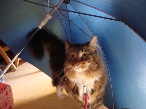 Cat pictures｜傘でかくれんぼ。