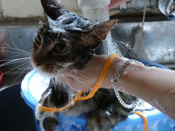 Cat pictures｜ただいま入浴中。