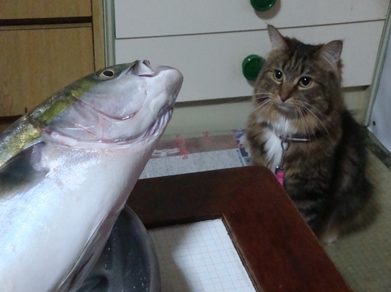 Cat pictures｜お魚・・・コワイ・・・。