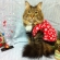Cat pictures｜謹賀新年。