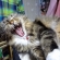 Cat pictures｜ガオォー！！！