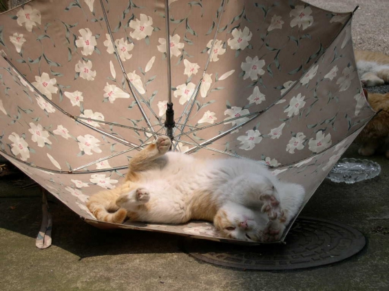 Cat pictures｜日傘猫
