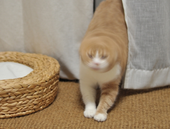 Cat pictures｜高速回転