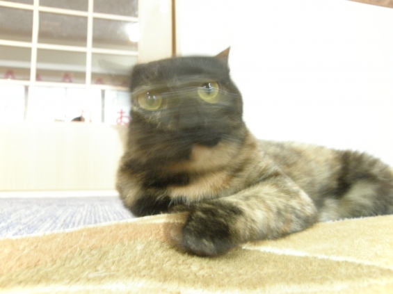 Cat pictures｜サビちゃん　お顔プルプル