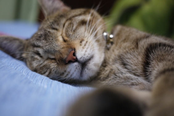 Cat pictures｜Zzz