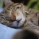 Cat pictures｜Zzz
