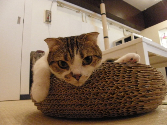 Cat pictures｜ひなちゃん