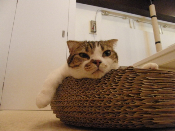 Cat pictures｜ひなちゃん