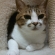 Cat pictures｜犬小屋