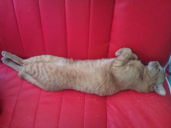 Cat pictures｜猫、寝る