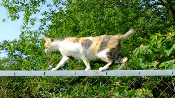 Cat pictures｜フェンスの道