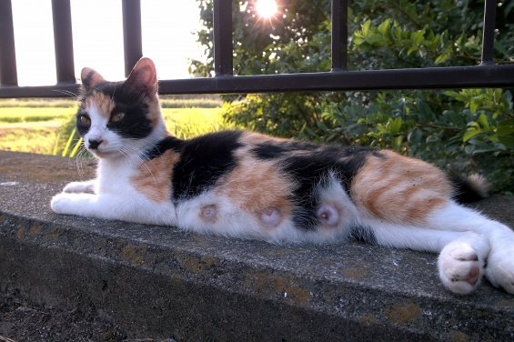 Cat pictures｜東武動物園近くの子沢山ネコ