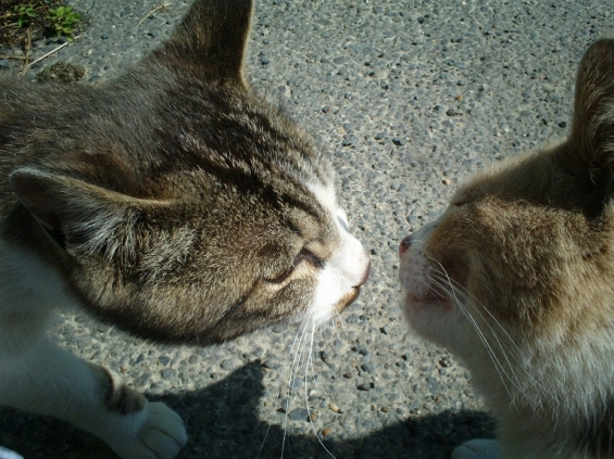 Cat pictures｜愛してる・・・・♥