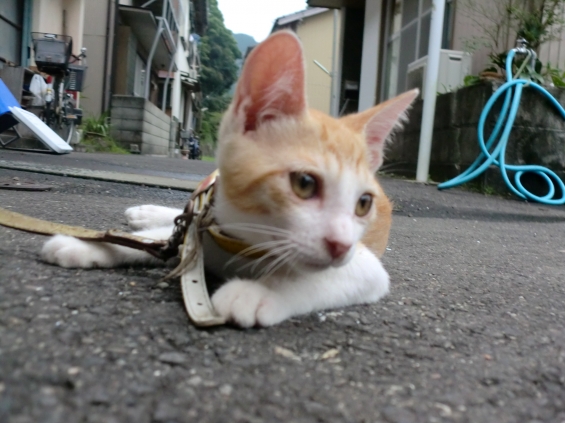 Cat pictures｜モデルポーズ★