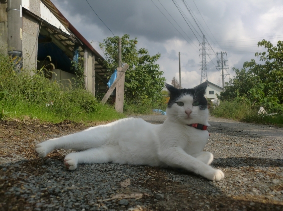 Cat pictures｜雨が降ってきそうにゃ・・・