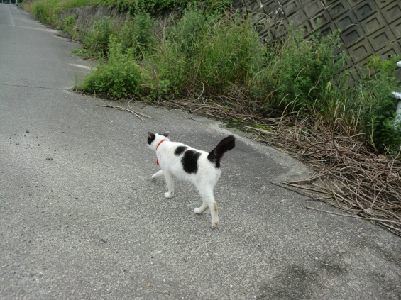 Cat pictures｜お散歩♪