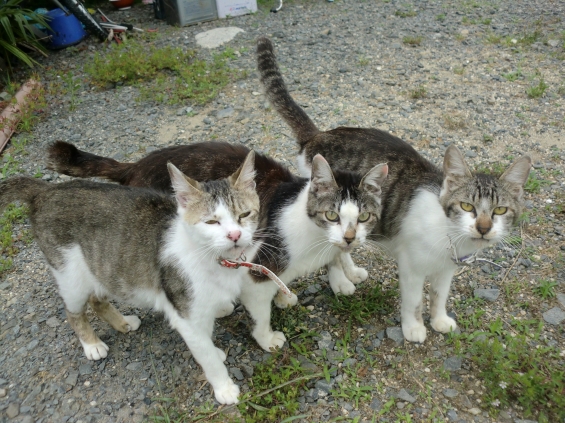 Cat pictures｜３家族にゃー！