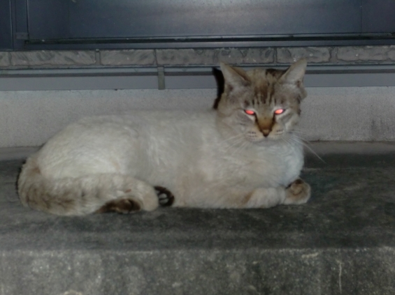 Cat pictures｜赤い目のむっちり野良猫