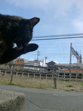 Cat pictures｜電車カッコいいわね～